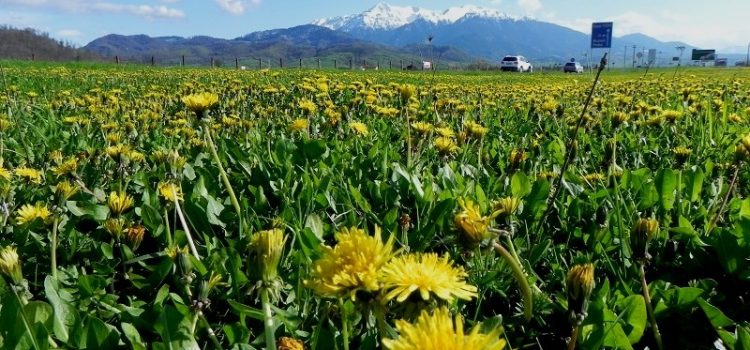 Best time to visit Romania