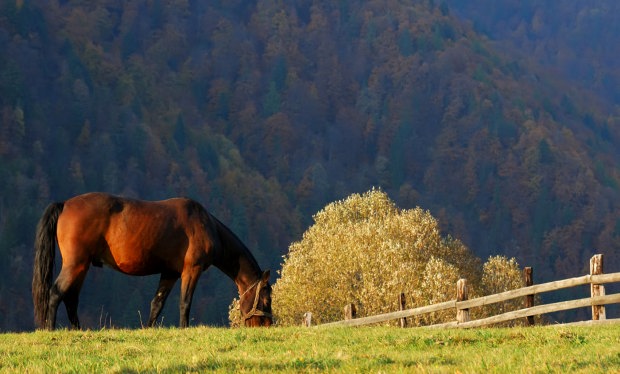 Reasons to visit Transylvania, Romania