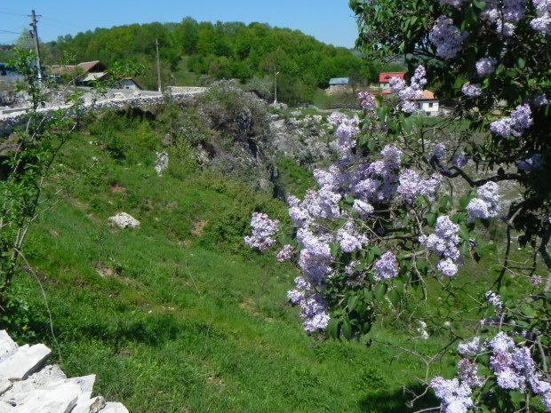 Lilac forest Romania