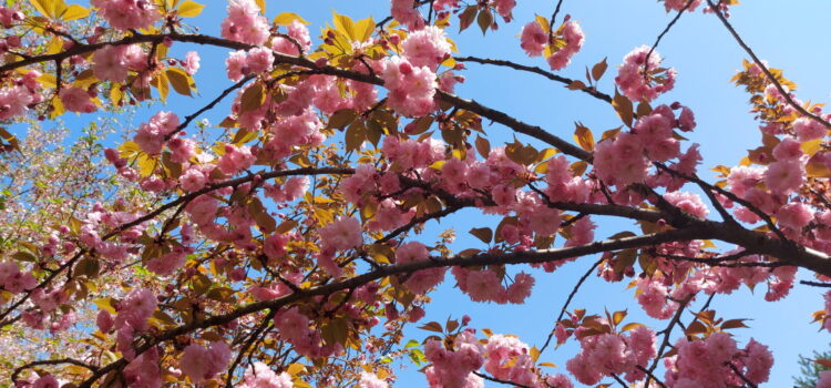 Top 10 Places to enjoy Spring in Romania