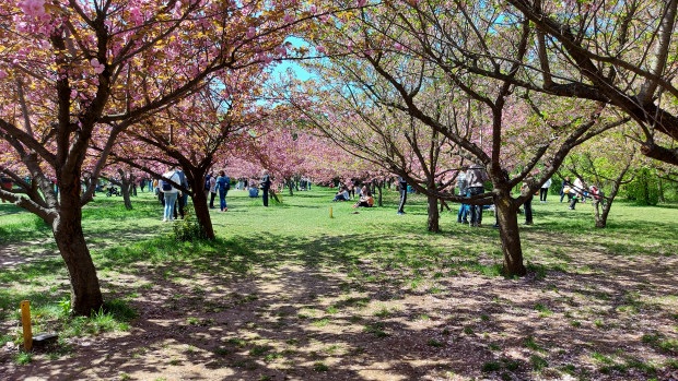 Spring in Bucharest Japanese garden