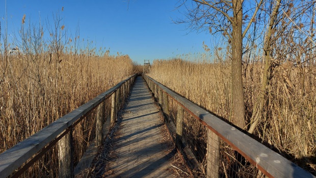 Neajlov Delta