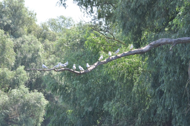 Danube delta Dobrogea region